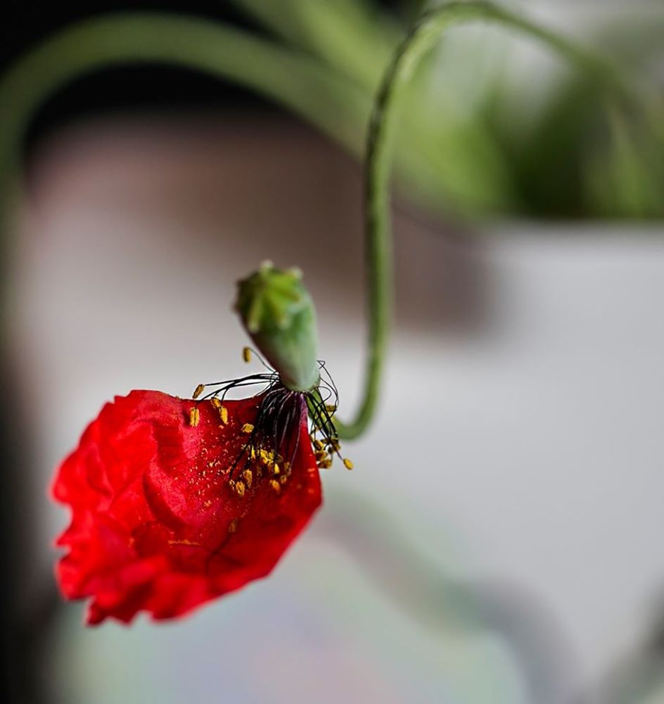 Photograph by ILONA KILA