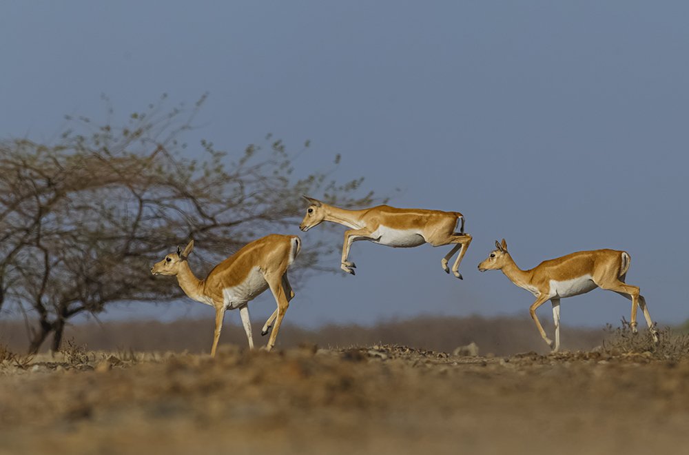 Blackbuck behavior