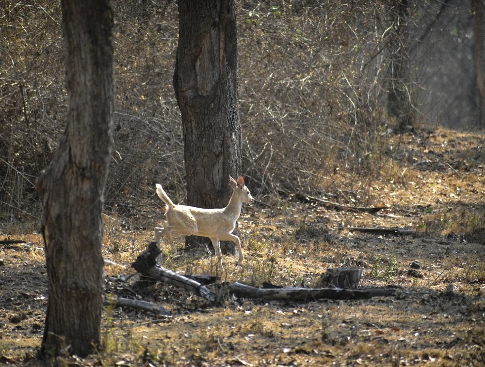 Albino Beauty chital Deer