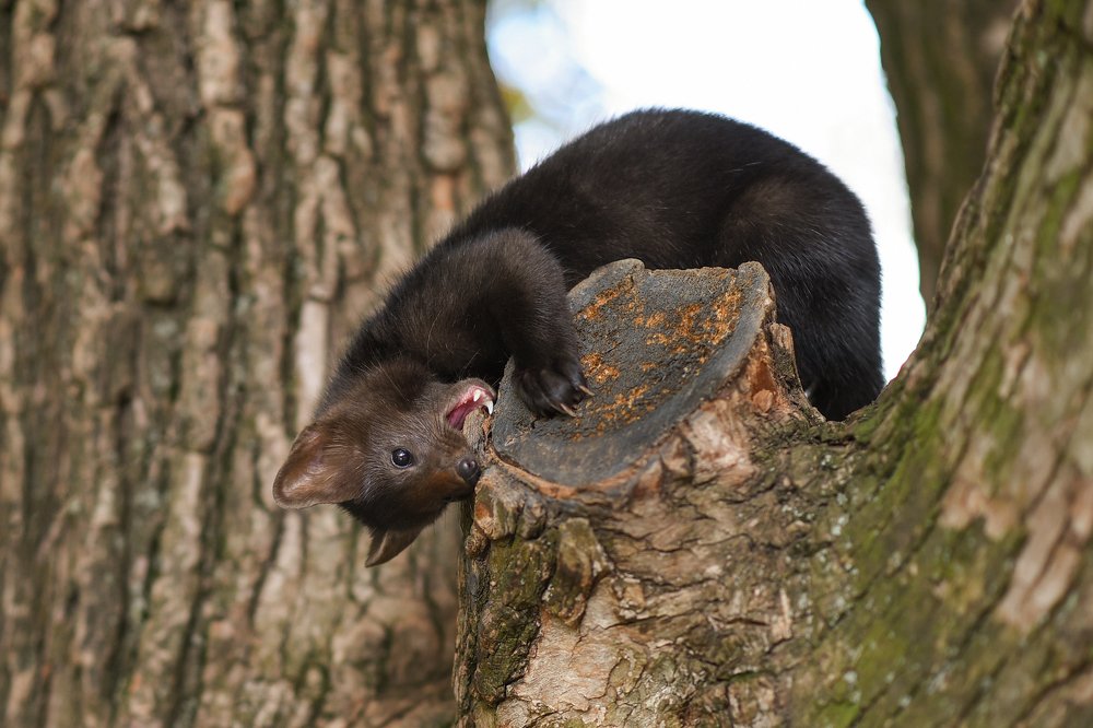 Соболица Варя