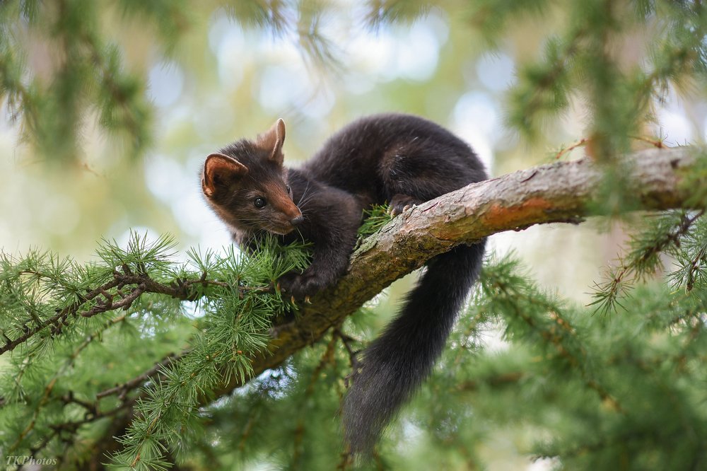 Соболица Варя