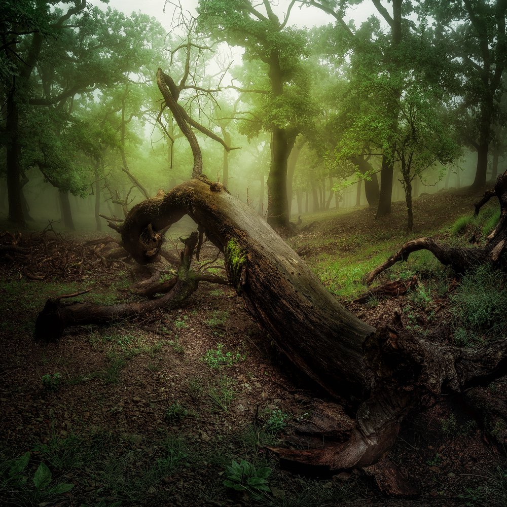 Stump of Little Carpathians