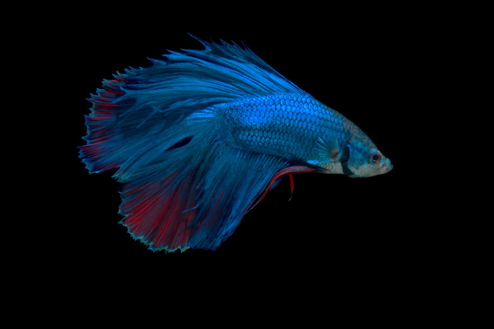 Double Tail Betta Fish