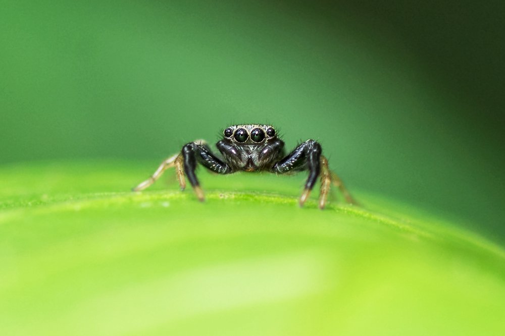 Photograph by Pinak Paul