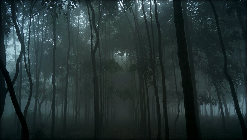 Fog in forest
