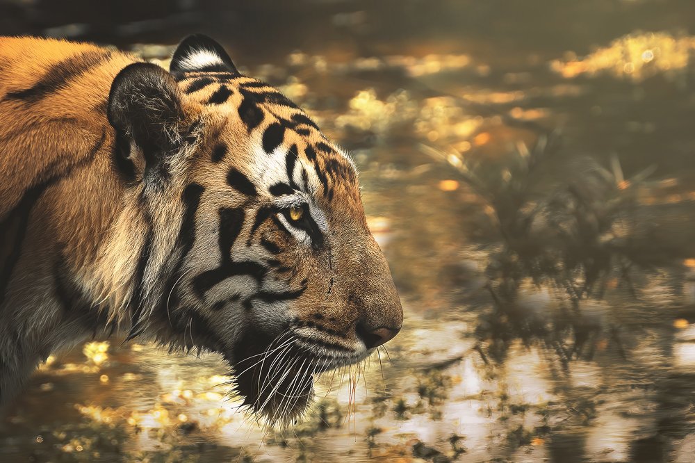 Photograph by NAVONILOY BHAUMIK