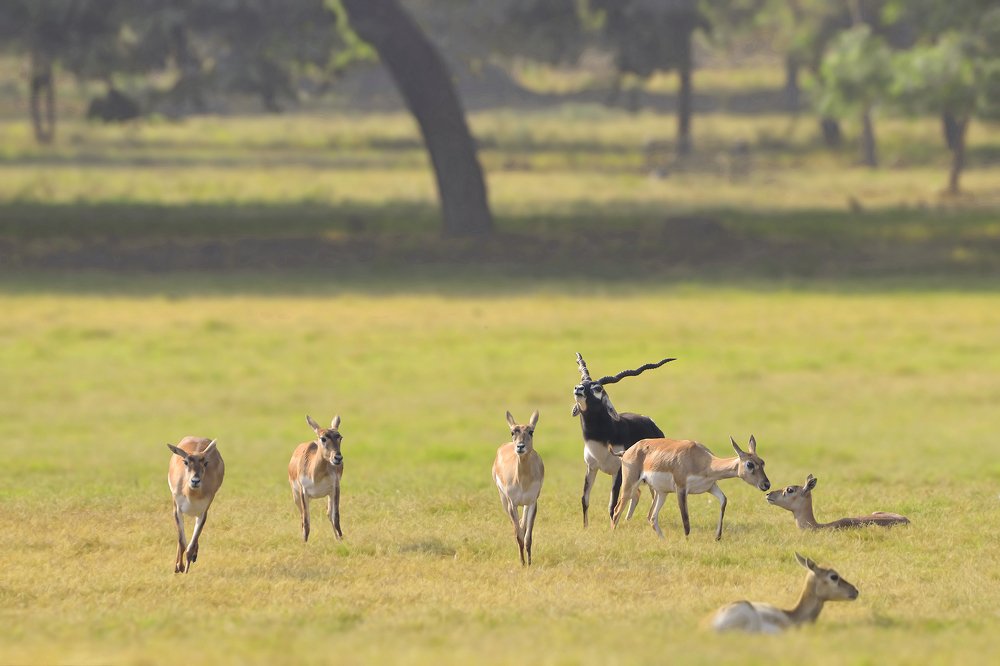 Photograph by NAVONILOY BHAUMIK