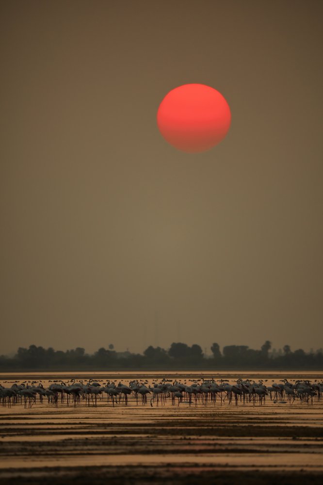 Flamingos and the Sun set
