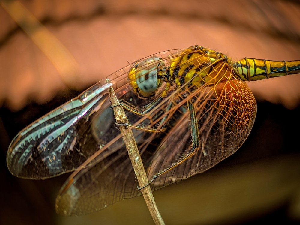 Photograph by Agney Anil