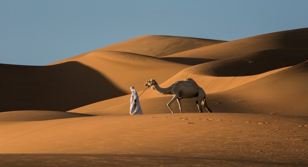 Camel desert shot