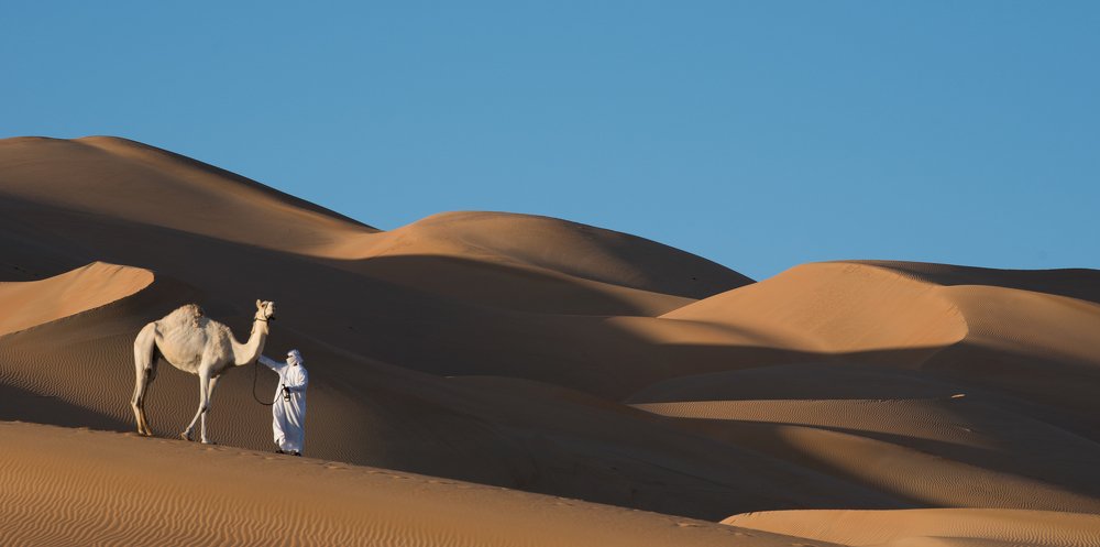 Camel on the top of Abu Dhabi dunes