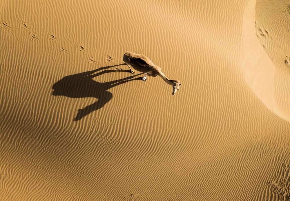 Drone shot for camel shadow