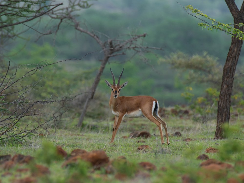Photograph by Suman Paul