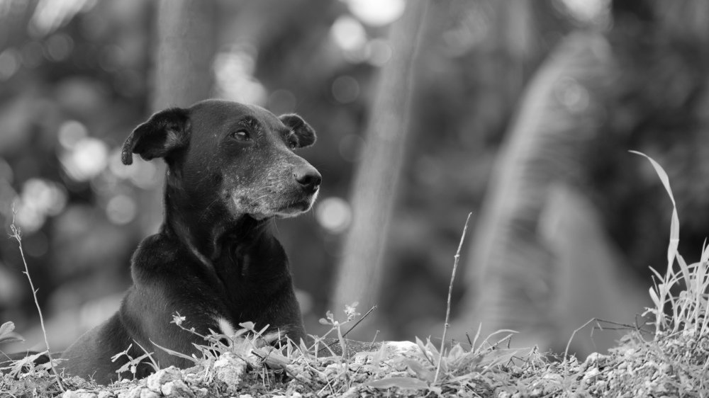 Фотография автора abhilash a k