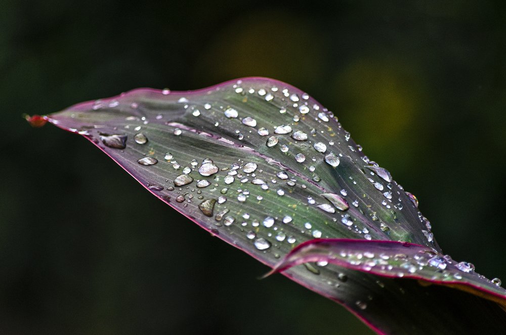 Photograph by Marden Acampora