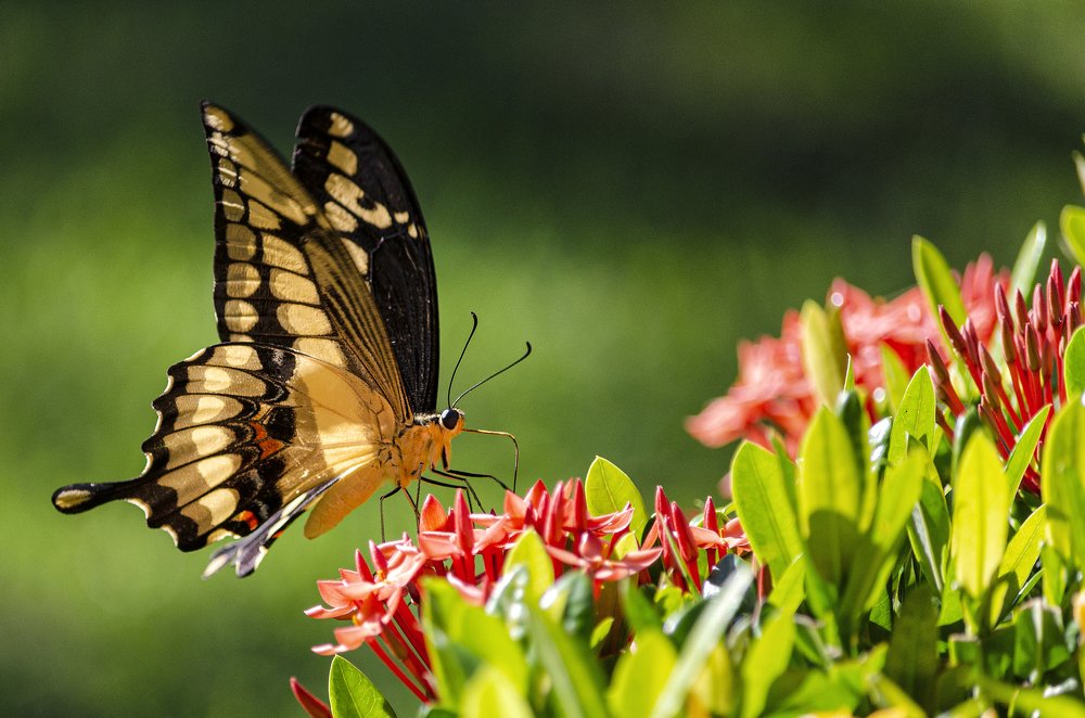 Photograph by Marden Acampora