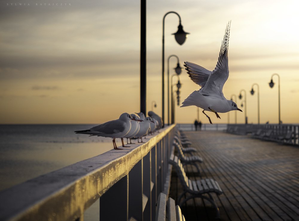 Photograph by Sylwia Ratajczyk