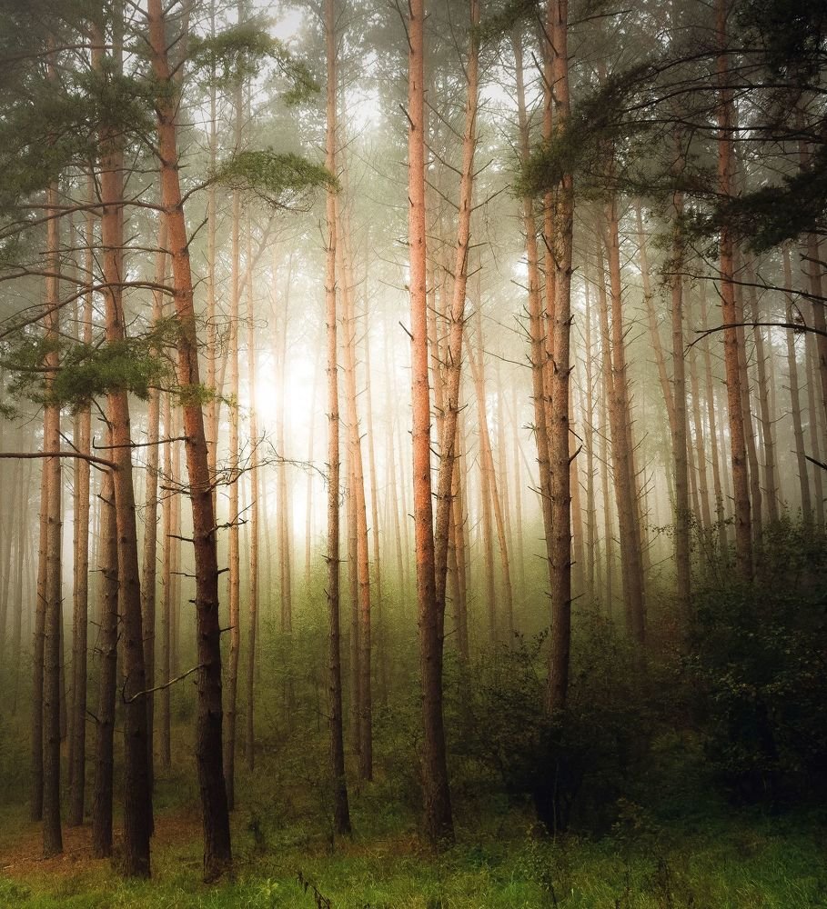 Forest in fog