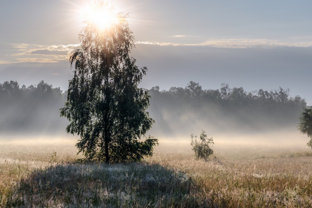 Meadow in the fog in the morning