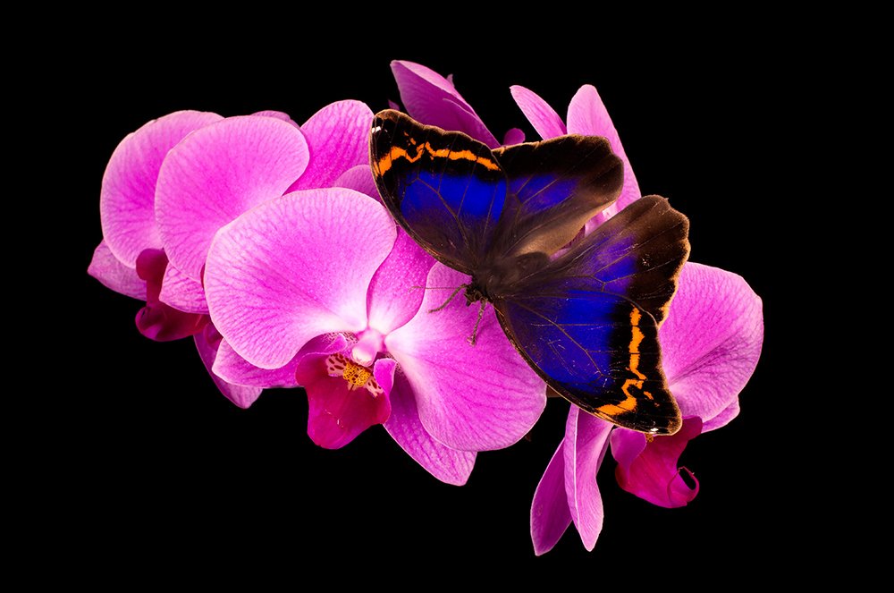 Фотография автора Ricardo Q T Rodrigues