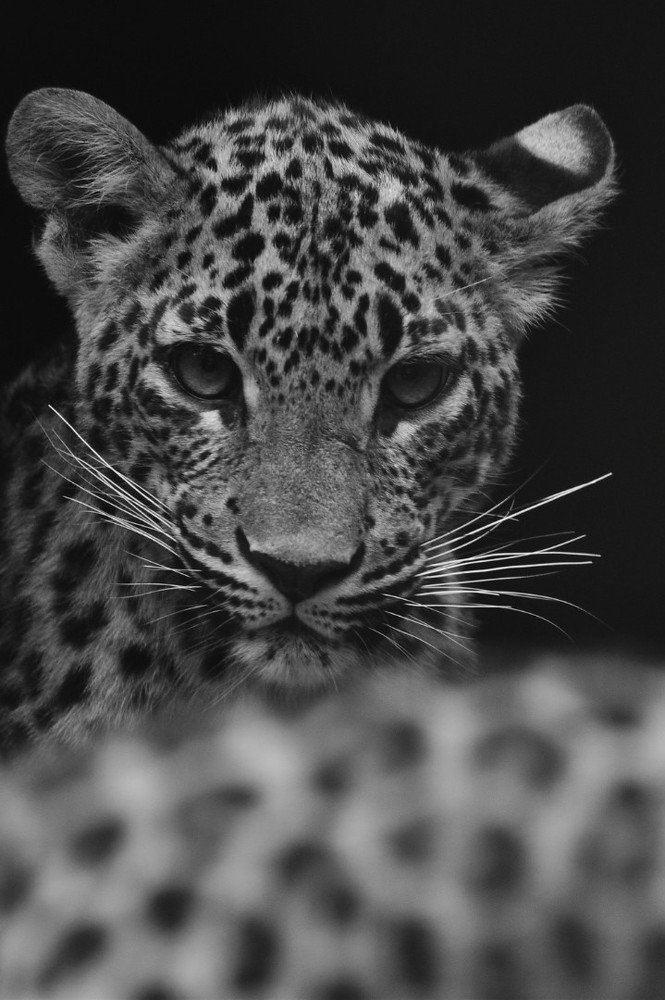 Photograph by Ivo Damen