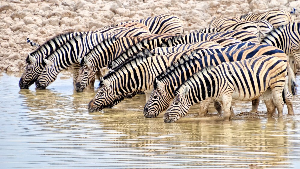 Zebras