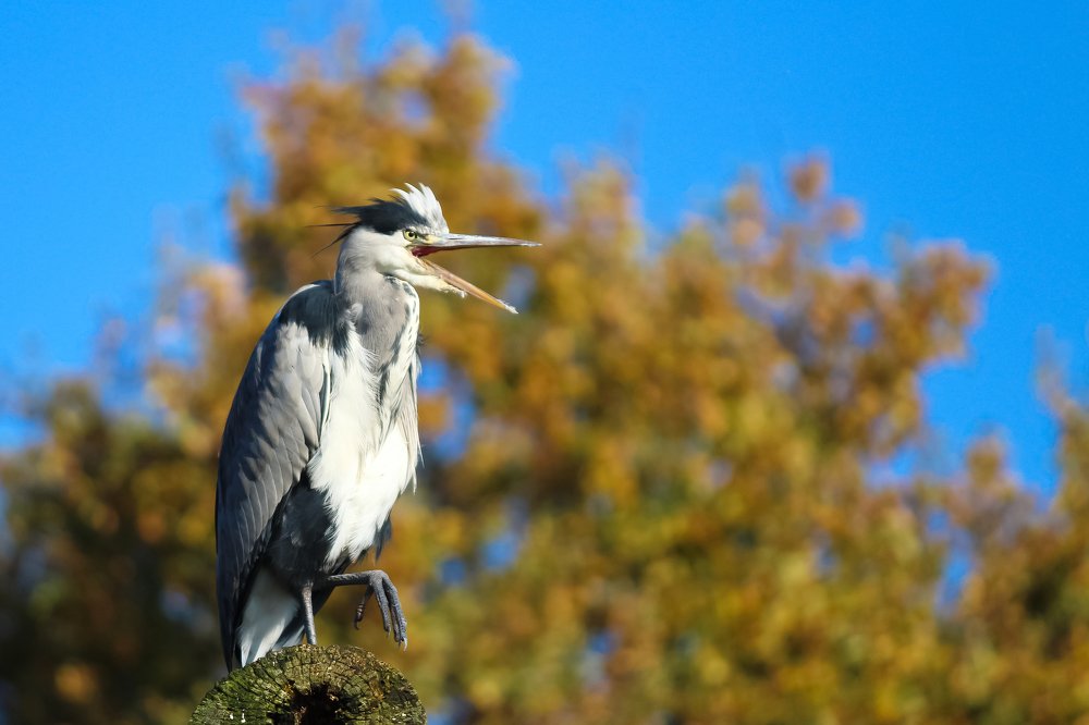Фотография автора Anandhu M
