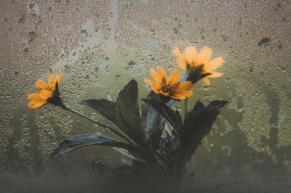 Фотография автора Anil Prabhakar