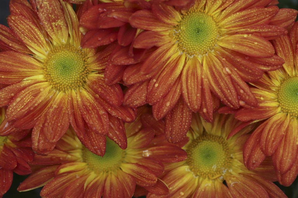 Фотография автора Anil Prabhakar