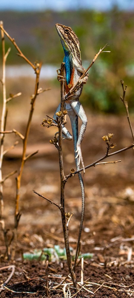 Photograph by Deviprasad Rao