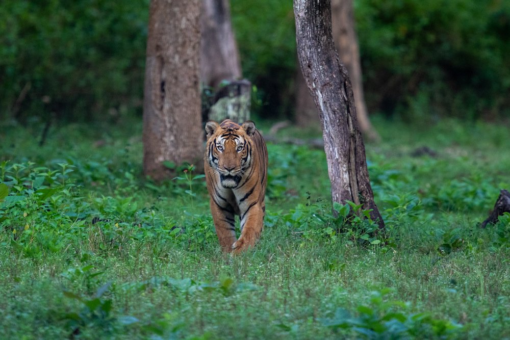 Photograph by Deviprasad Rao