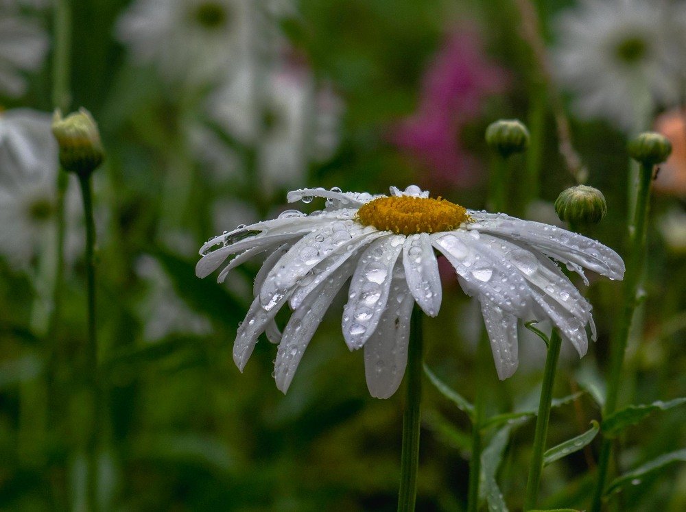 Photograph by mikhail goryachev
