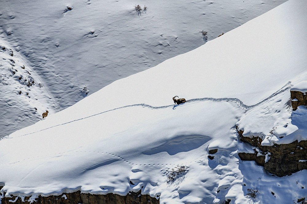 Ibex in Himalayan mountains