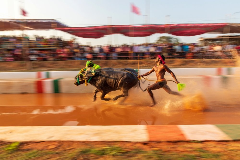 From Running with buffalo to turning Usain Bolt The Srivivas Gauda
