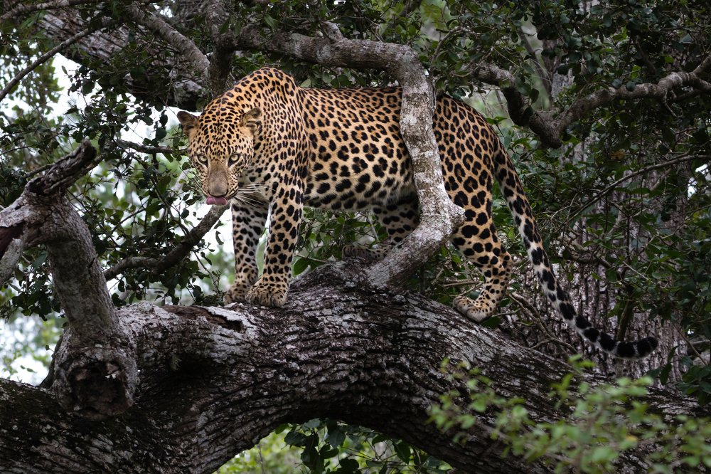 Photograph by Amrutesh Gopal