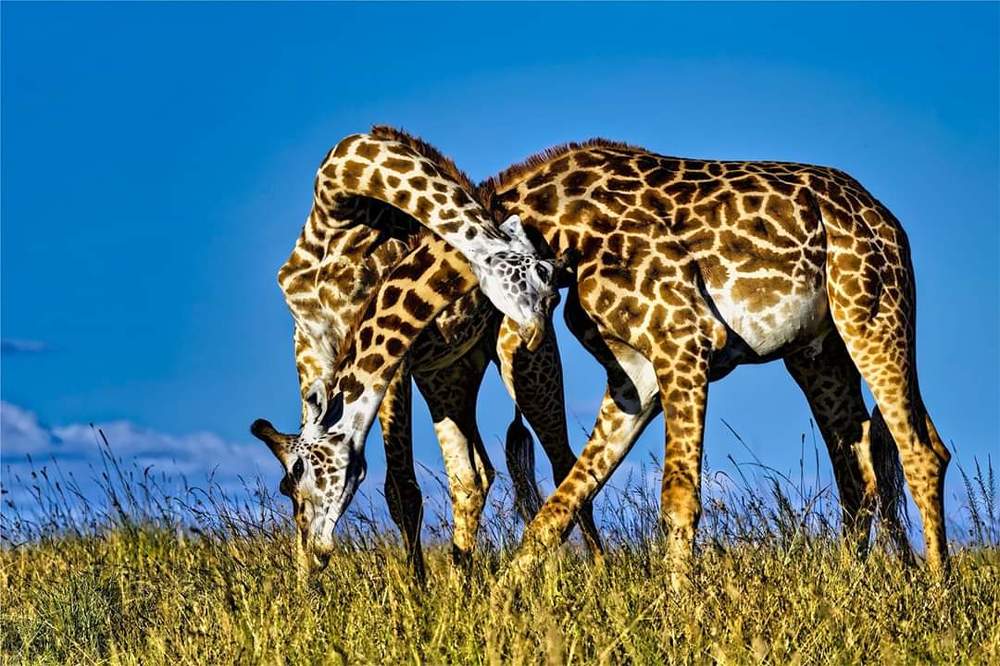 Photograph by Jayantilal B. Jain