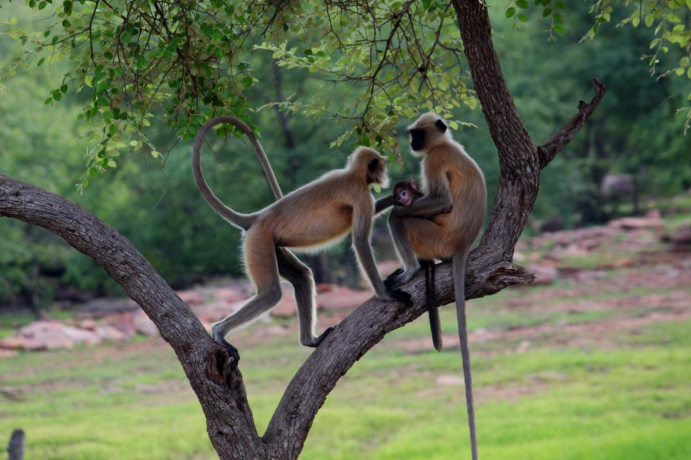 Photograph by Sourabh Sharma