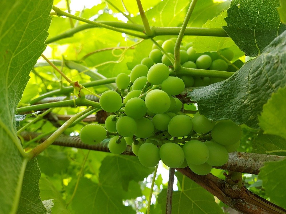 Photograph by iulia falo