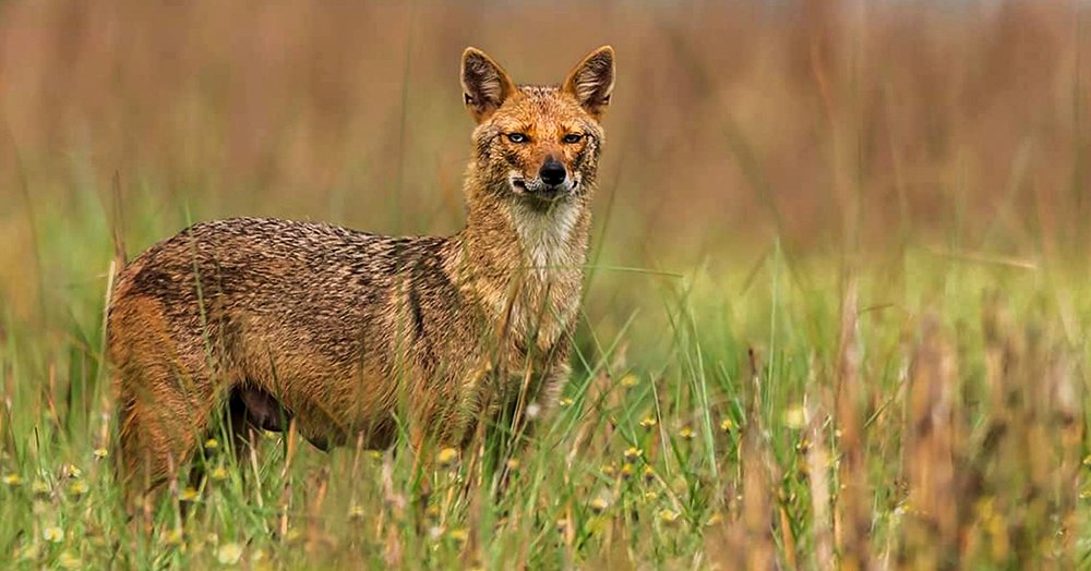 Photograph by Sayan Roy