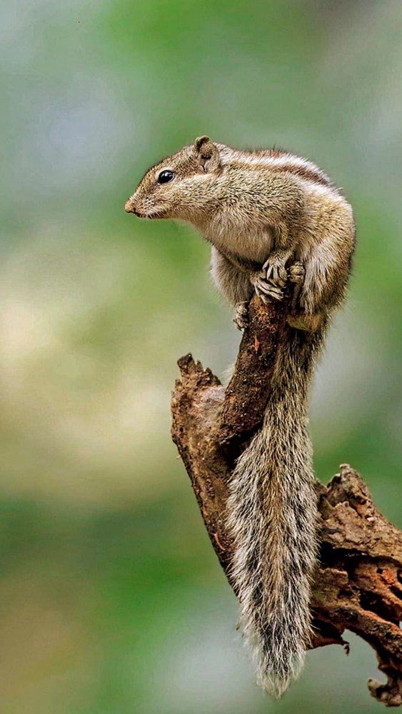 Photograph by Sayan Roy