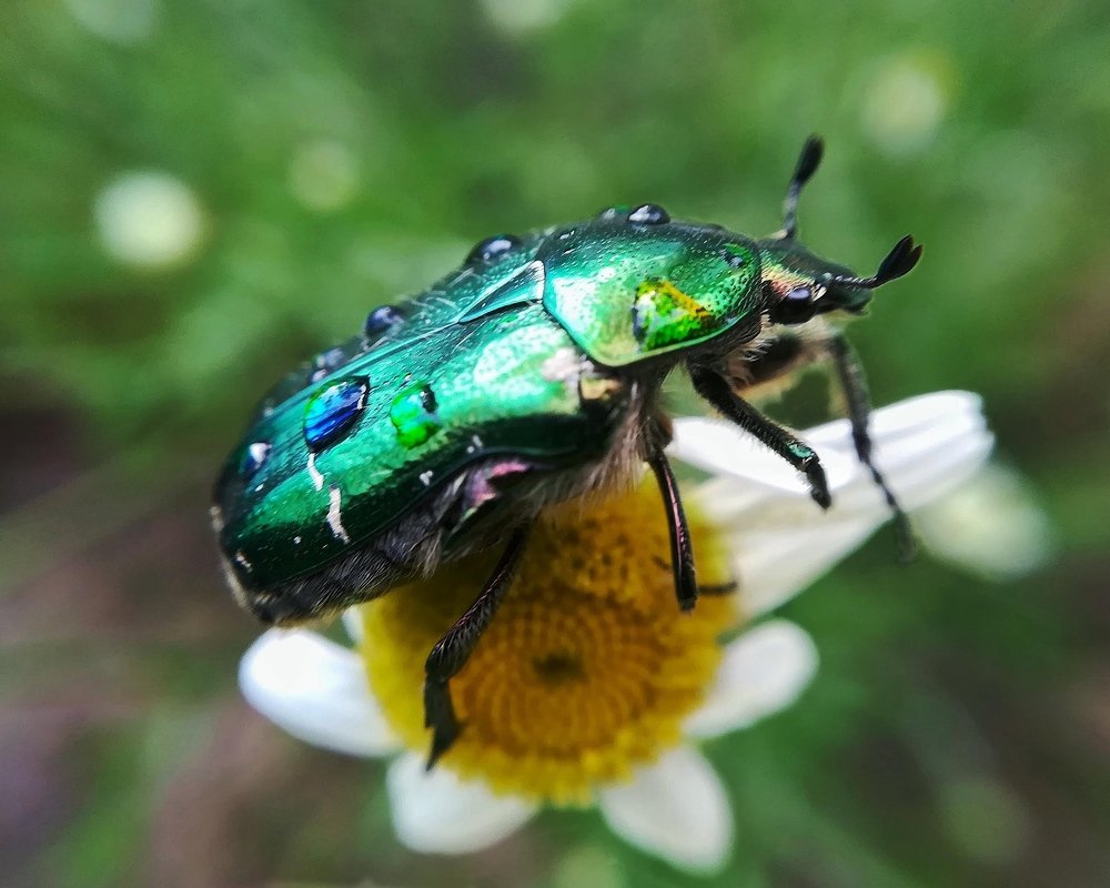 Emerald beetle