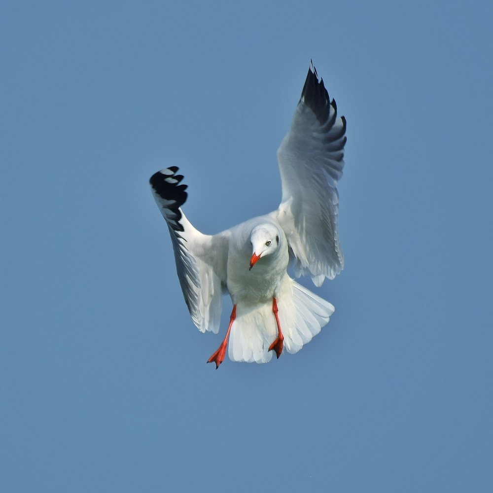 YOUR WINGS ALREADY EXIST, ALL YOU HAVE TO DO IS FLY..