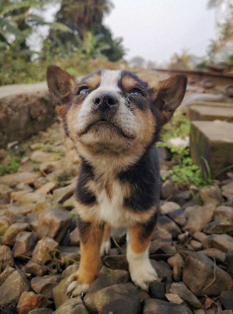 Photo #4752119
