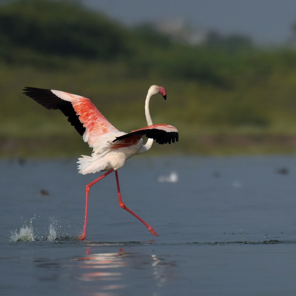DON'T KNOW ABOUT HUMANS, BUT FLAMINGOS CAN DEFINITELY WALK ON WATER...(don't take caption seriously)