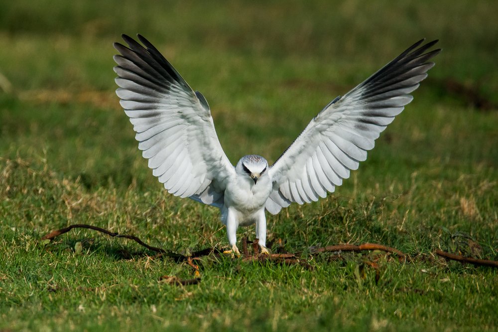 Photograph by Praveen Bhat