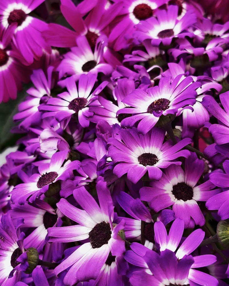 Photograph by Asha Kumari