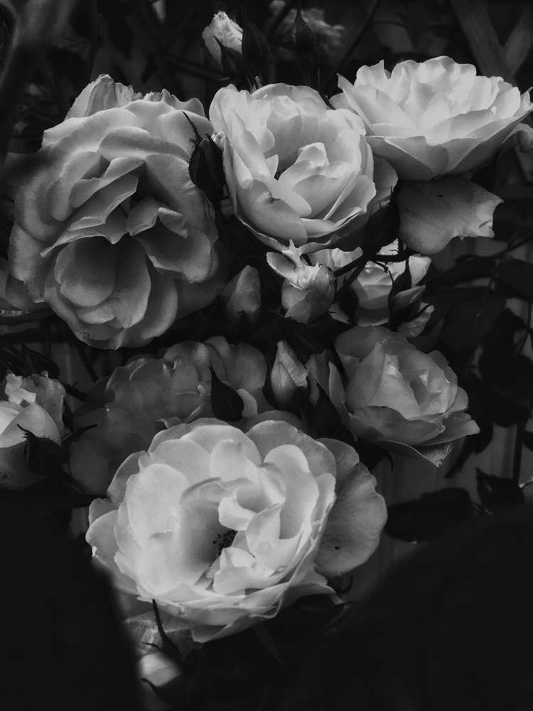 Photograph by Рыжик Алёна