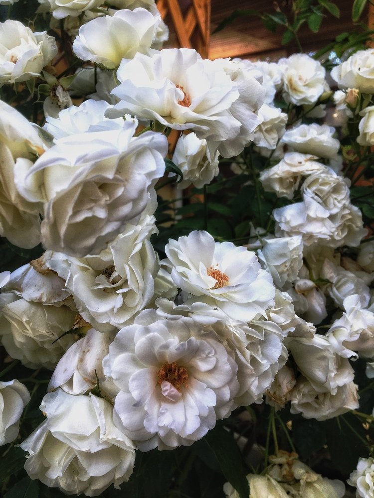 Photograph by Рыжик Алёна