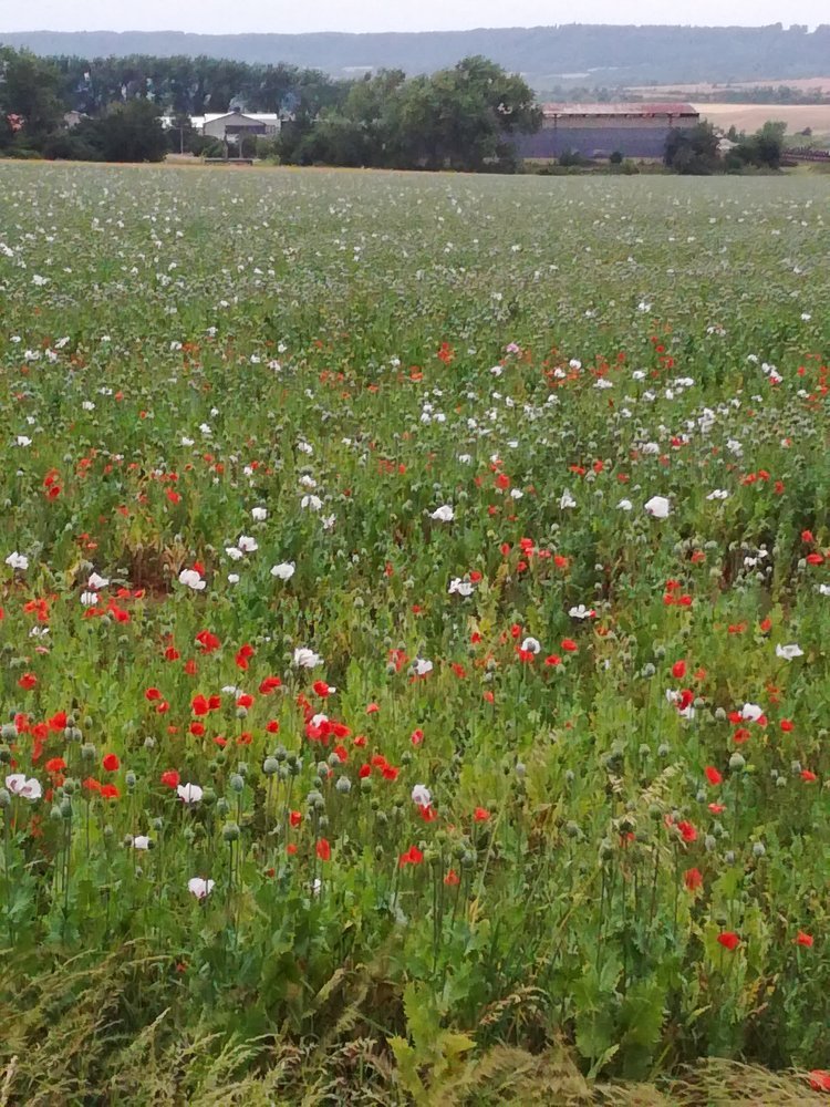 Photograph by Светлана Гринцова