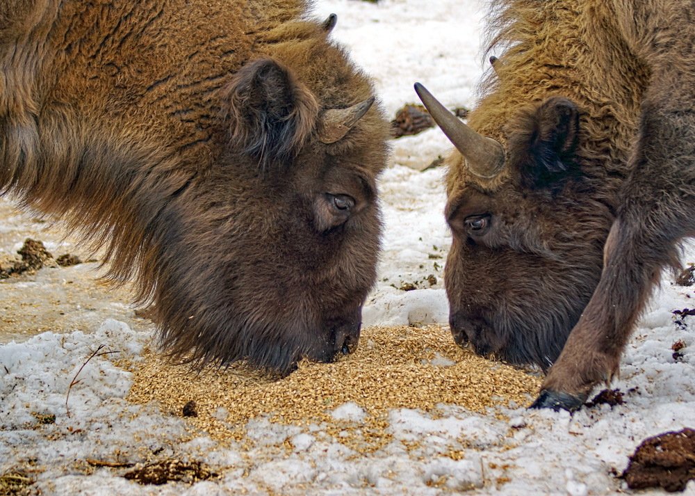 Глаза в глаза